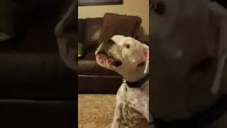 Singing Boxer holds a note