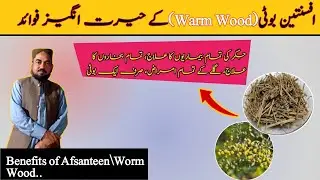 Benefits of Afsanteen/ Worm Wood || Health uses of Afsanteen in Urdu&Hindi 