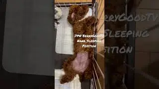 CUTENESS WHILE SLEEPING