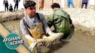 افغان سین در لغمان - دیدار از بزرگترین فارم ماهی در ولسوالی قرغه ای