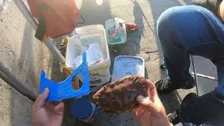 crabbin' at the pier