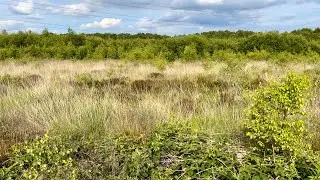 Danes Moss Nature Reserve, Macclesfield Cheshire. A wildlife oasis.