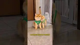 Kucing oyen gak mau deket anaknya 😿😹 #kucing #kucinglucu #catshorts