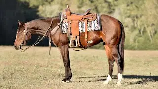 “Chasing Daydreams” AQHA/APHA Gelding