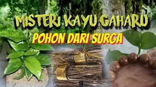 MITOS KAYU GAHARU POHON DARI SURGA (@CBTV628)