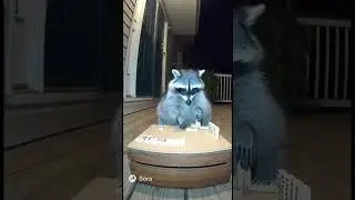 #raccoon #boardgames
