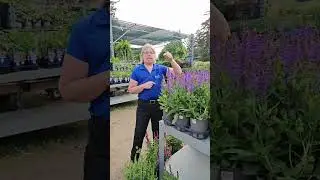 Why Plant a Pollinator Garden? 🌼🐝