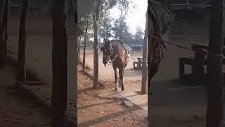 Horse 🐎 🐴 dancing video