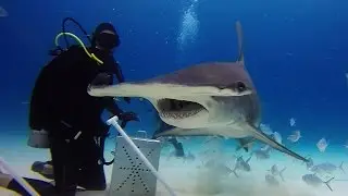 Bimini Great Hammerhead Sharks 2016 - GoPro 4