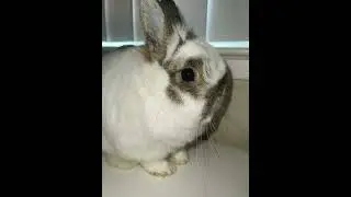 Hello my name is Bunny. #short