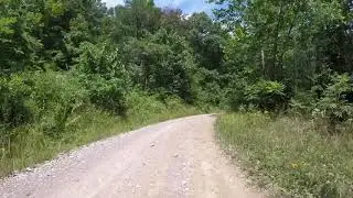 S tree