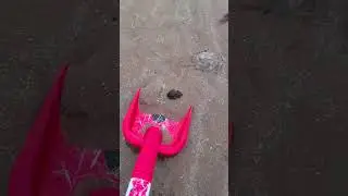 Live Crabs at Traeth beach