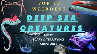 Top 10 Weirdest Deep Sea Creatures | Deep Sea Creatures | #deepsea #deepseacreatures #seaanimals