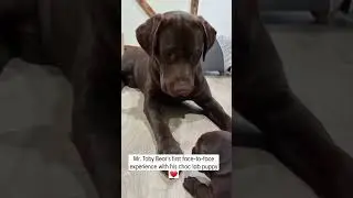 Papa dog meets puppy for the first time #shorts #cute #puppy