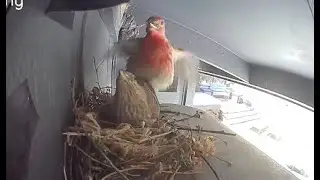 House Finch Chick Raising - Day 4 - More fertilization and nest building!