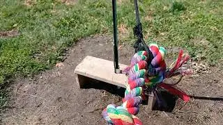 Another toys 🧸 #dog #puppy #doggielife #doglife #germanshepherd #dogshorts 