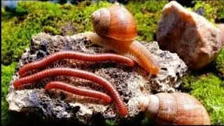 A Close-Up Look at Snails and Millipedes Coexist in Peace #peacefulCoexintence