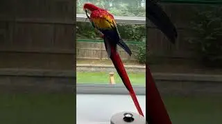 Scarlet Macaw on Garden Window!