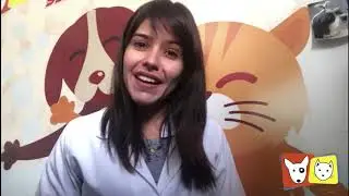 Ra&ccedil;as grandes: dicas (pode morar em ap&ecirc;/s&atilde;o bravos/peso?)