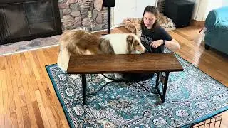 Day 238 of 365: Chin Rest &mdash; Ear Handling Practice Continued