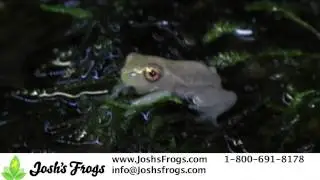 How to care for Baby Reed Frogs