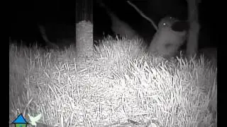 pindacake slopen.flv