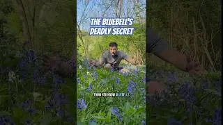 The Bluebell&rsquo;s Deadly Secret🪻☠️ #nature #wildflowers #bluebells #garden #folklore #spring #forest