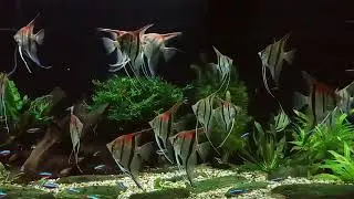 Angelfish Manacapuru & Santa Isabel (tank 720 liter)
