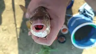 Запорожье.Рыбалка в Беленьком.Три часа шикарного отдыха #fishing