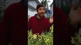 Growing broccoli for the flowers?