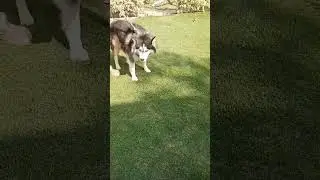 #alaskanhusky