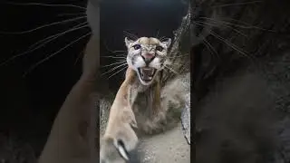 Puma | Face to Face | Would You Survive This? #shorts #survival #wildlife