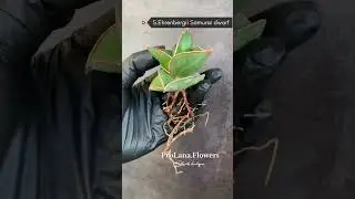Sansevieria ehrenbergii Samurai Dwarf /Сансевиерия Самурай карликовая форма/
