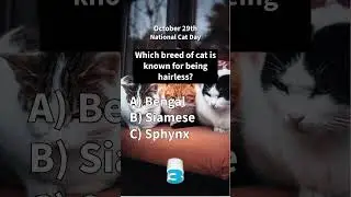 Cat Quiz | National Cat Day Trivia | Cat Lovers Lock In!! #nationalcatday #cats #dailyquiz #trivia