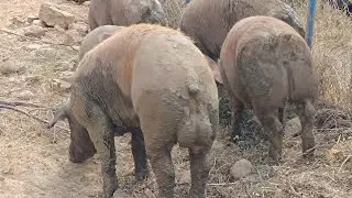 Duroc &kappa;ά&pi;&rho;&omicron;&sigmaf; &kappa;&alpha;&iota; mini pig #pig #pigfarm #&chi;&omicron;&iota;&rho;&iota;&nu;ά #&chi;&omicron;&iota;&rho;&omicron;&tau;&rho;&omicron;&phi;ί&alpha; #farmlife