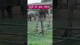 पुन्टुरी को बाबा गोविन्दे #youtube #wildlifeentertainment  #youtubeshorts #shortvideos