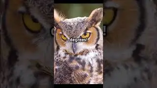 Mini stealthy Assassin! The Owls! #shorts