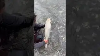 Fish on fish on #avetreels #fishing fishrod #canada #fish #fishingequipment #fisharrow