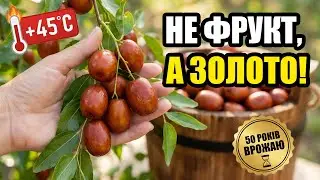 Результат боротьби з осипанням! Зизифус (Унабі).  Зібрала перший урожай завдяки правильному догляду.