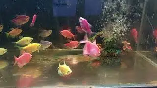 Relaxing Aquarium Fish Tank Sounds no music