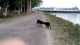 II Goats fight video II Two little mammals fighting II Funny video II  mammals fighting II