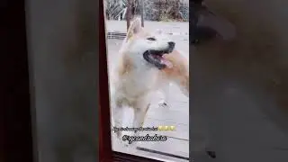 Ryo is cleaning the window - SHIBA INU - The story of RYO and SAKURA