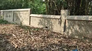 Nature Beside Graveyard 