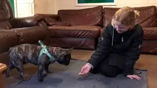 Play Dead - day 8 25 tricks until Christmas - dog training