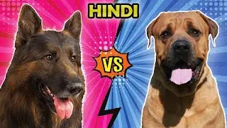 German Shepherd vs Bullmastiff: Which One Is Best? Hindi | Dog Breeds Comparison| Dog Facts India
