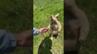 When Wild Animals Become Your Best Friends 😍 (Emotional touch) #Marmot #Naturelovers# Cutie animals🐹