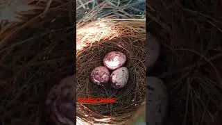 Red vented bulbul bird nest on my Amla tree #Bulbul bird #Nest #Birds #Red vented