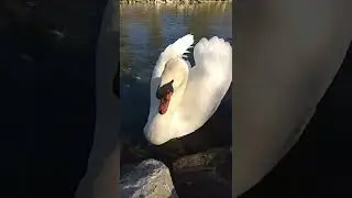 Swan poses to the camera ( Cygnus olor )