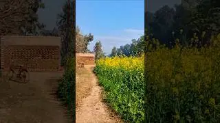 escape to my beautiful village 🌾✨Stunning life of villagers 😍 #villagelife #simpleliving #short