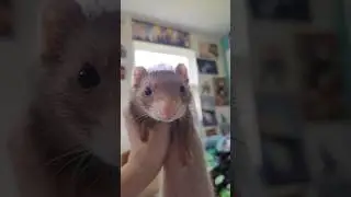 Humans Need to be Supervised